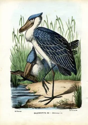 Walhaupt